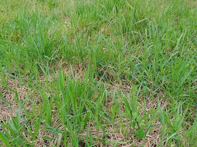 #TR324 - Terreno em condomínio para Venda em Palhoça - SC - 3